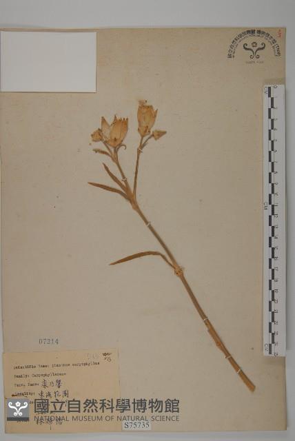 康乃馨、荷蘭瞿麥、紅茂草、香剪絨花藏品圖，第1張