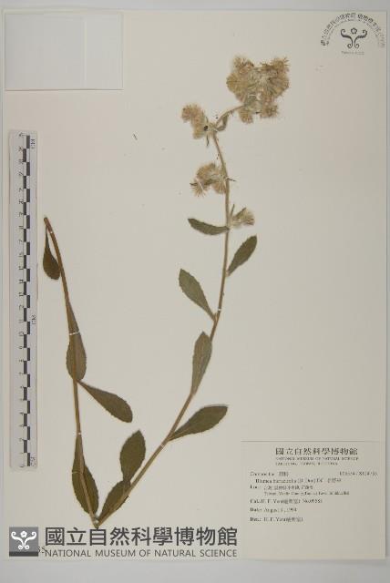 毛將軍藏品圖，第1張