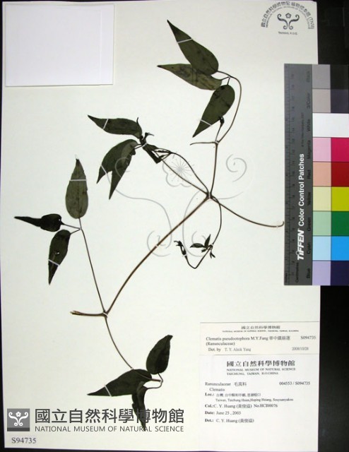華中鐵線蓮藏品圖，第1張