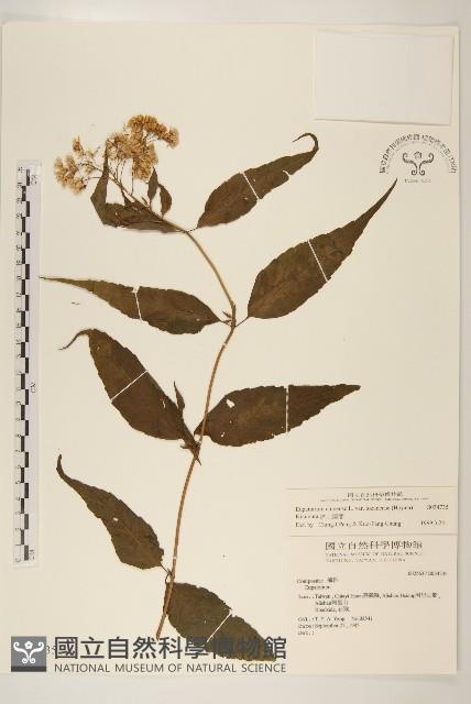 塔山澤蘭藏品圖，第1張