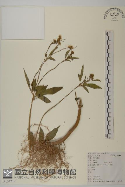 鬼針舅藏品圖，第1張