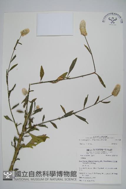 青葙藏品圖，第1張