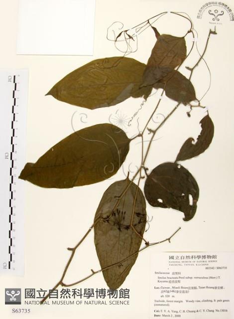 糙莖菝契藏品圖，第1張