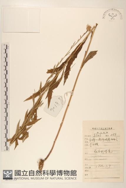 山馬蘭藏品圖，第1張