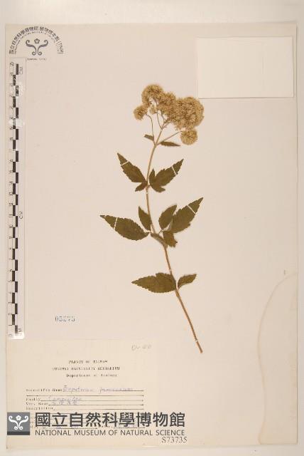 臺灣澤蘭藏品圖，第1張