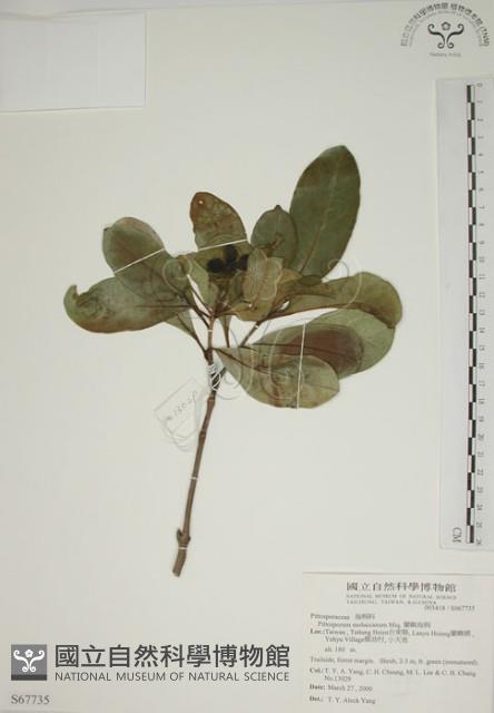 蘭嶼海桐藏品圖，第1張