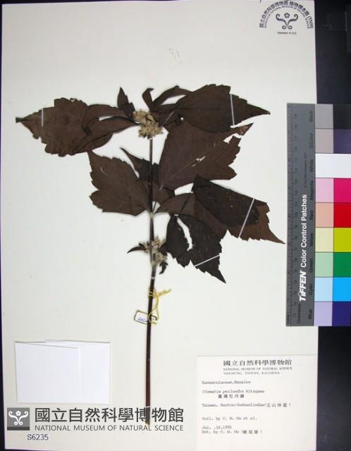 台灣牡丹藤、台灣草牡丹藏品圖，第1張