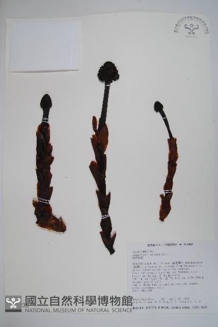 筆頭蛇菰藏品圖，第1張