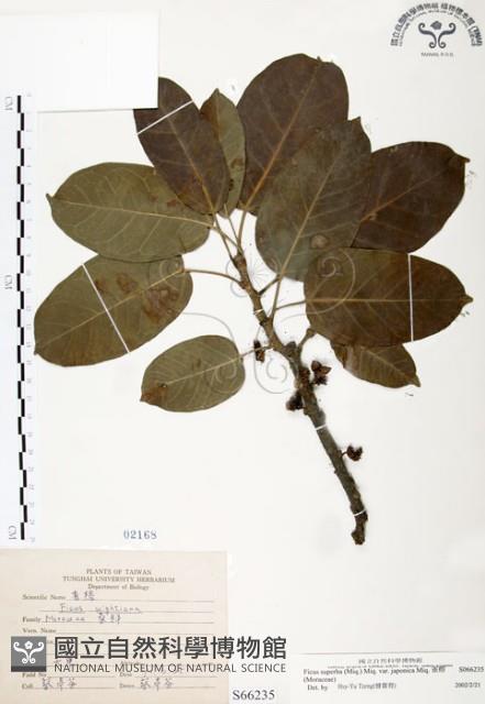 雀榕藏品圖，第1張