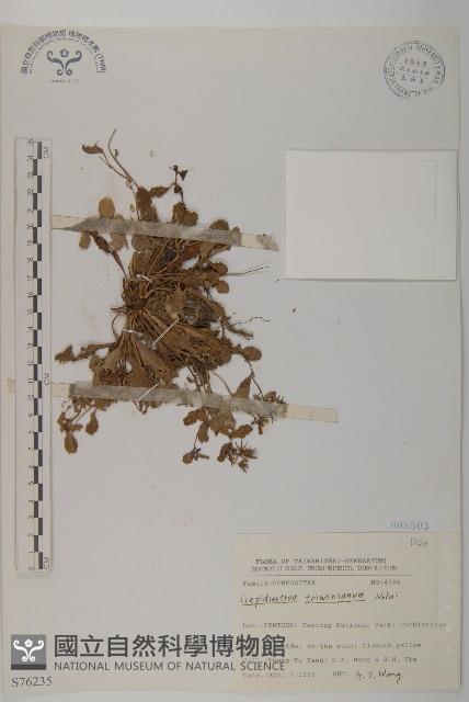 臺灣假黃鵪菜藏品圖，第1張