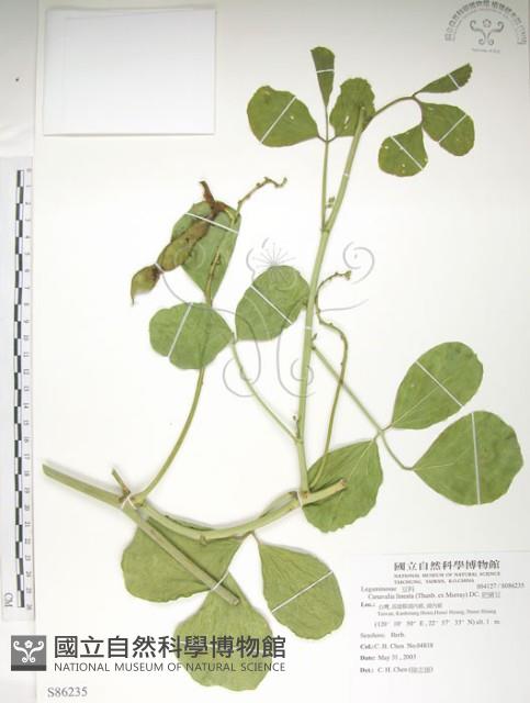 肥豬豆藏品圖，第1張