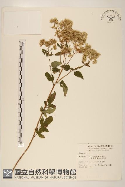 臺灣澤蘭藏品圖，第1張