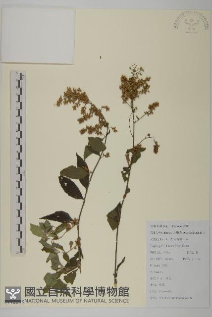 珍珠蒿、奇蒿藏品圖，第1張