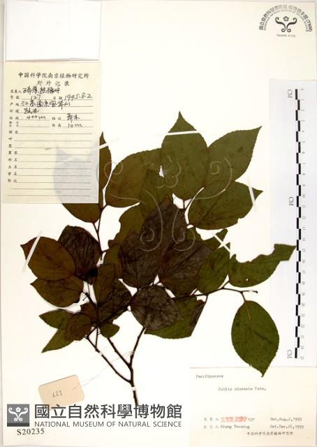 朴樹藏品圖，第1張