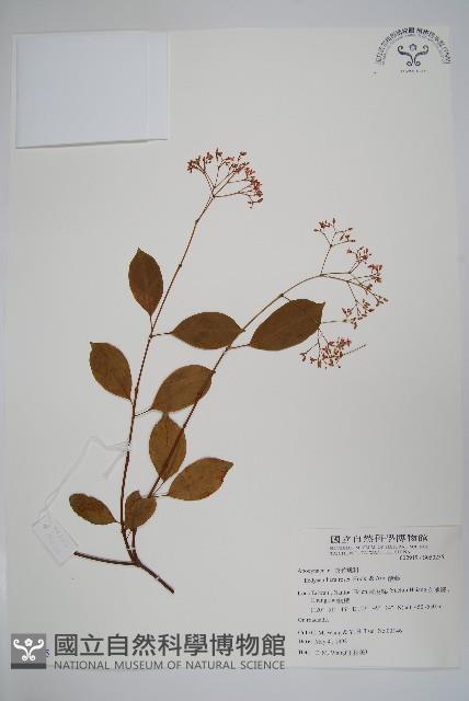 酸藤藏品圖，第1張