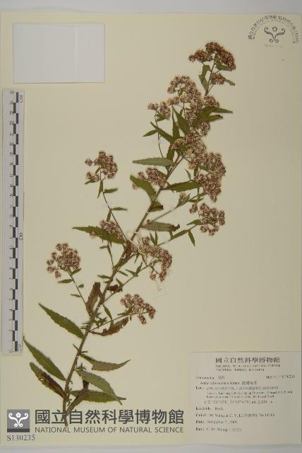 臺灣馬蘭藏品圖，第1張