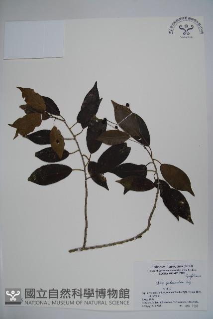 刻脈冬青藏品圖，第1張