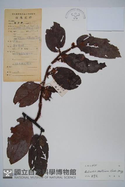 美麗獼猴桃藏品圖，第1張