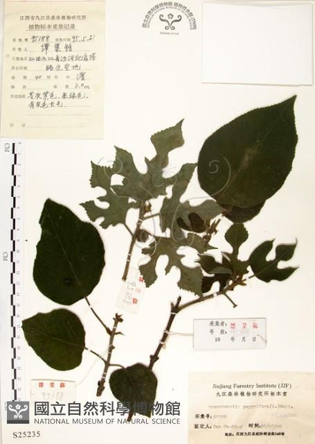 構樹藏品圖，第1張