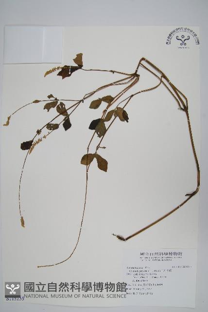 假川牛膝藏品圖，第1張