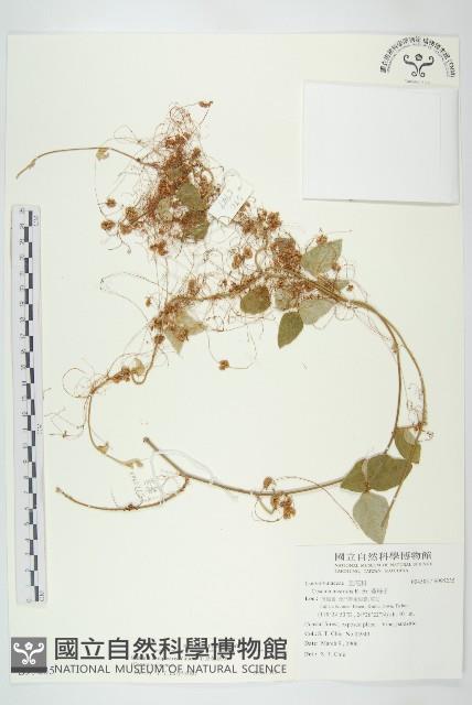 平原菟絲子藏品圖，第1張