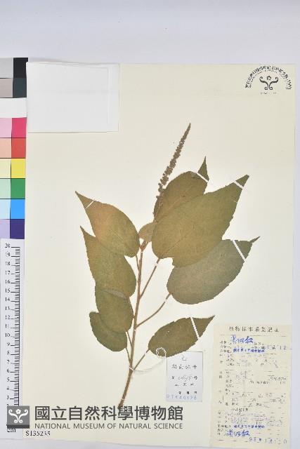 雞骨香藏品圖，第1張