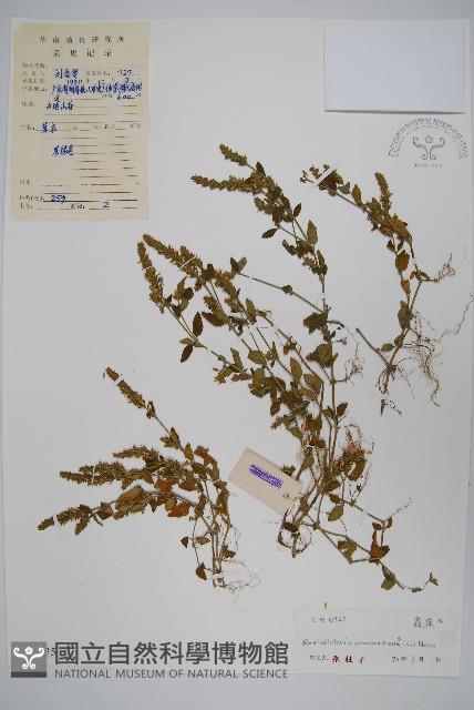 爵床、六角英藏品圖，第1張