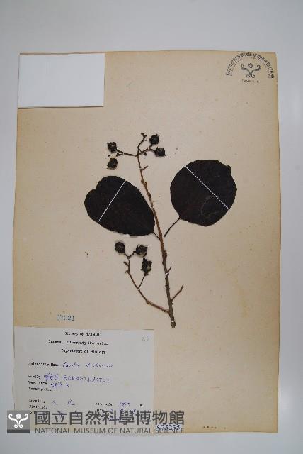 破布子藏品圖，第1張