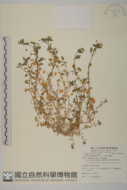 繁縷藏品圖，第1張