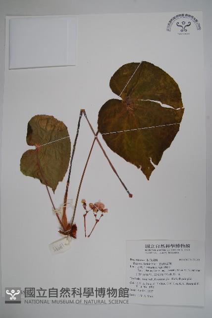 蘭嶼秋海棠藏品圖，第1張