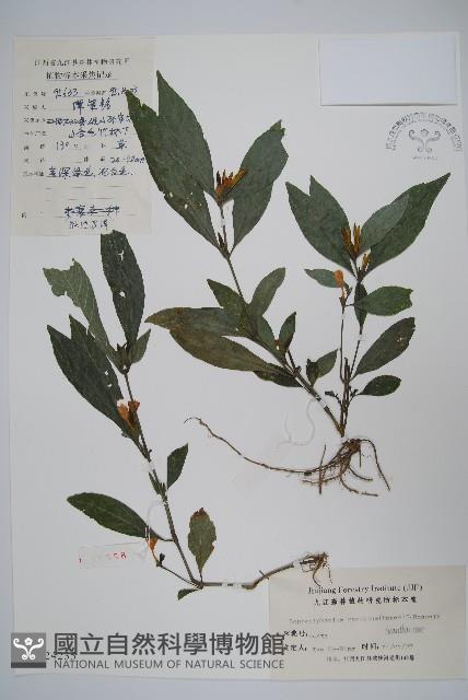 擬地皮消藏品圖，第1張