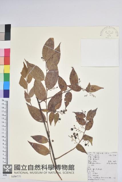 滇白珠藏品圖，第1張