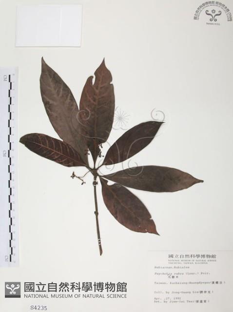 九節木、牛屎烏、青龍吐霧藏品圖，第1張