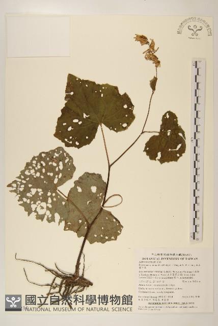 玉山蟹甲草藏品圖，第1張