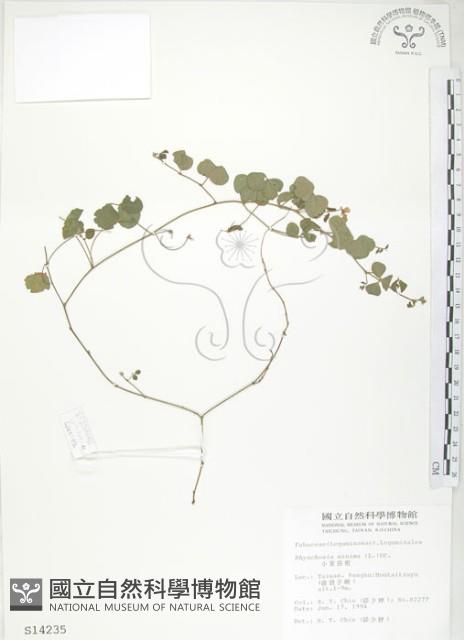 小葉括根藏品圖，第1張