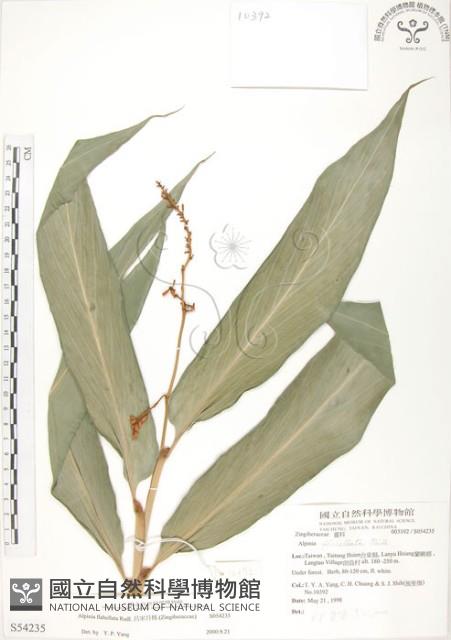 呂宋月桃藏品圖，第1張