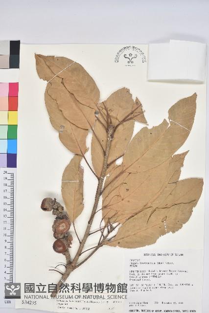 大葉石櫟藏品圖，第1張