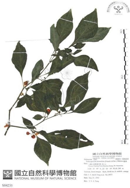 龍珠藏品圖，第1張