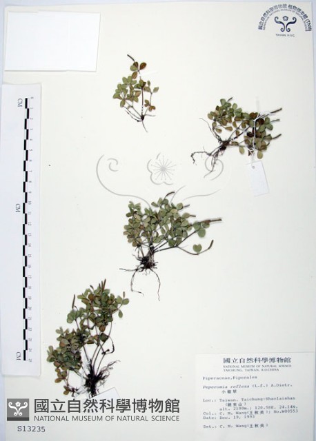 小椒草藏品圖，第1張