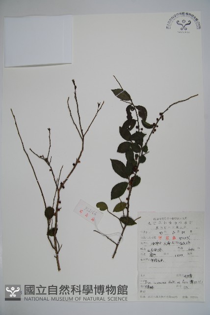 密毛假黃楊藏品圖，第1張