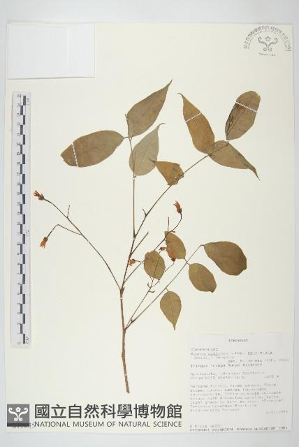 登錄號:S093235藏品圖，第1張