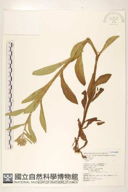 翼莖闊苞菊藏品圖，第1張
