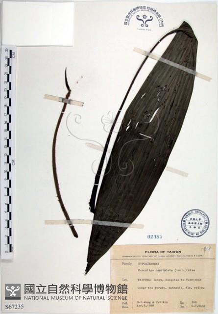 船子草、船仔草藏品圖，第1張