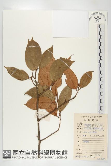 巴東胡頹子藏品圖，第1張