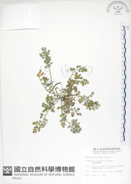 臺灣黃菫藏品圖，第1張