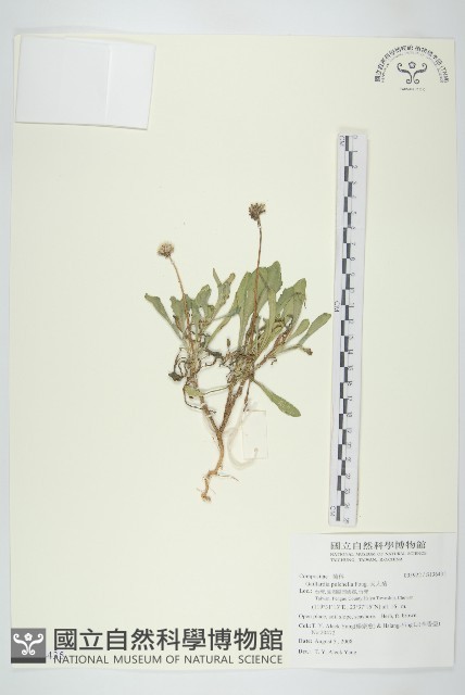 天人菊藏品圖，第1張