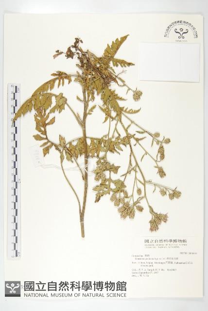 蓖苞風毛菊藏品圖，第1張