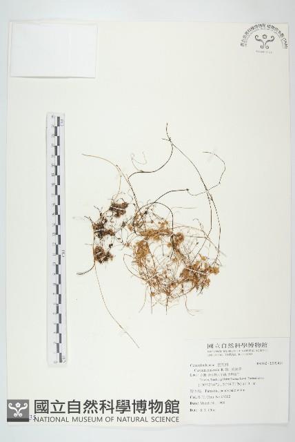 菟絲子藏品圖，第1張