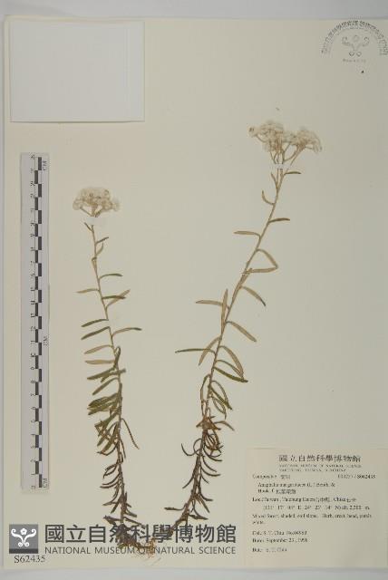 抱莖籟簫藏品圖，第1張