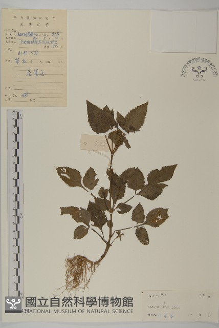 白花鬼針藏品圖，第1張